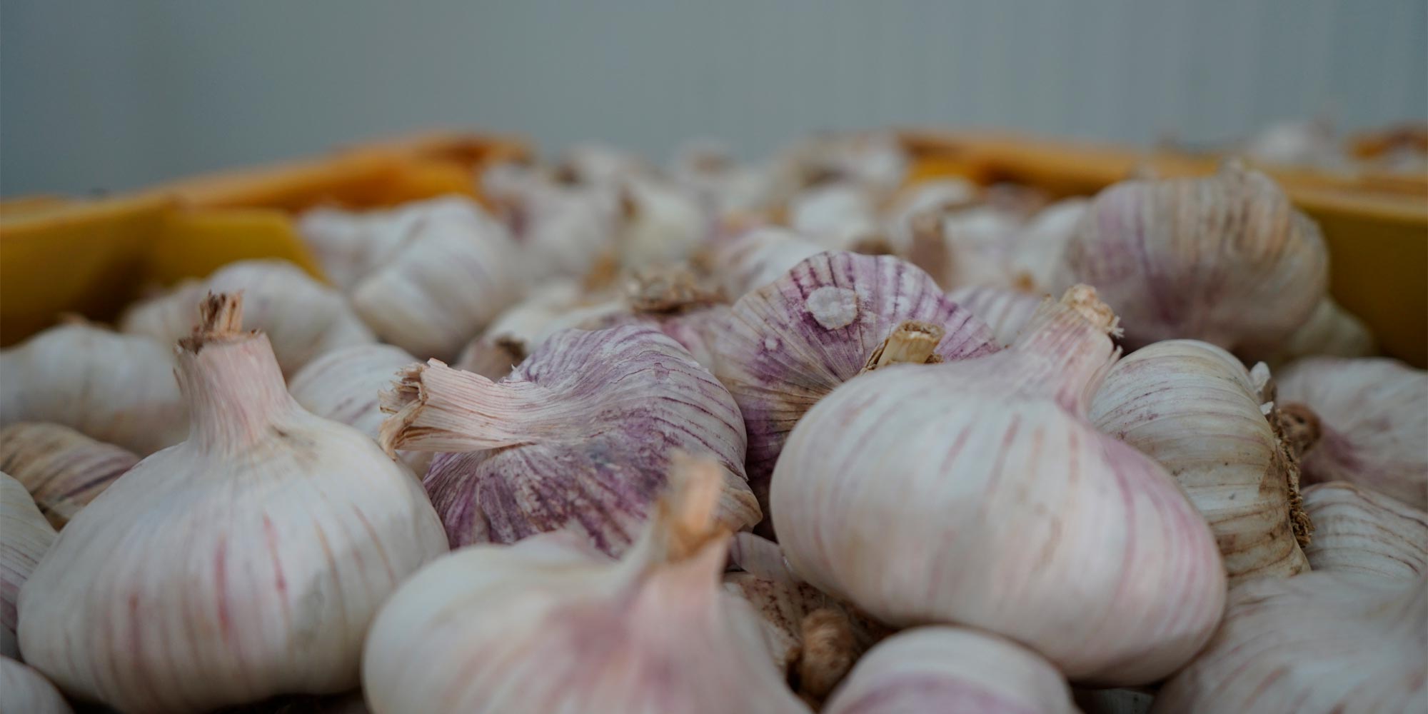 Caja ajo spring violeta, Cumarli