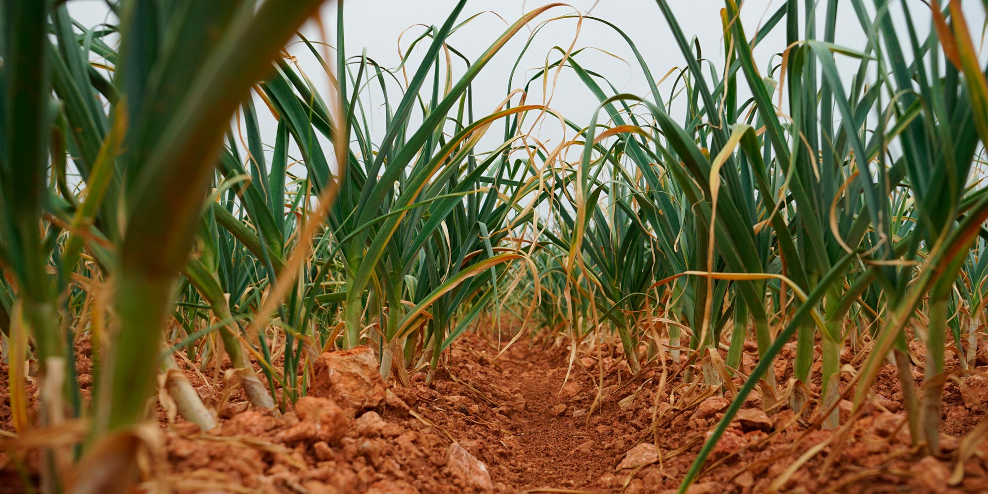 Vista ras de suelo campo de ajos, Cumarli