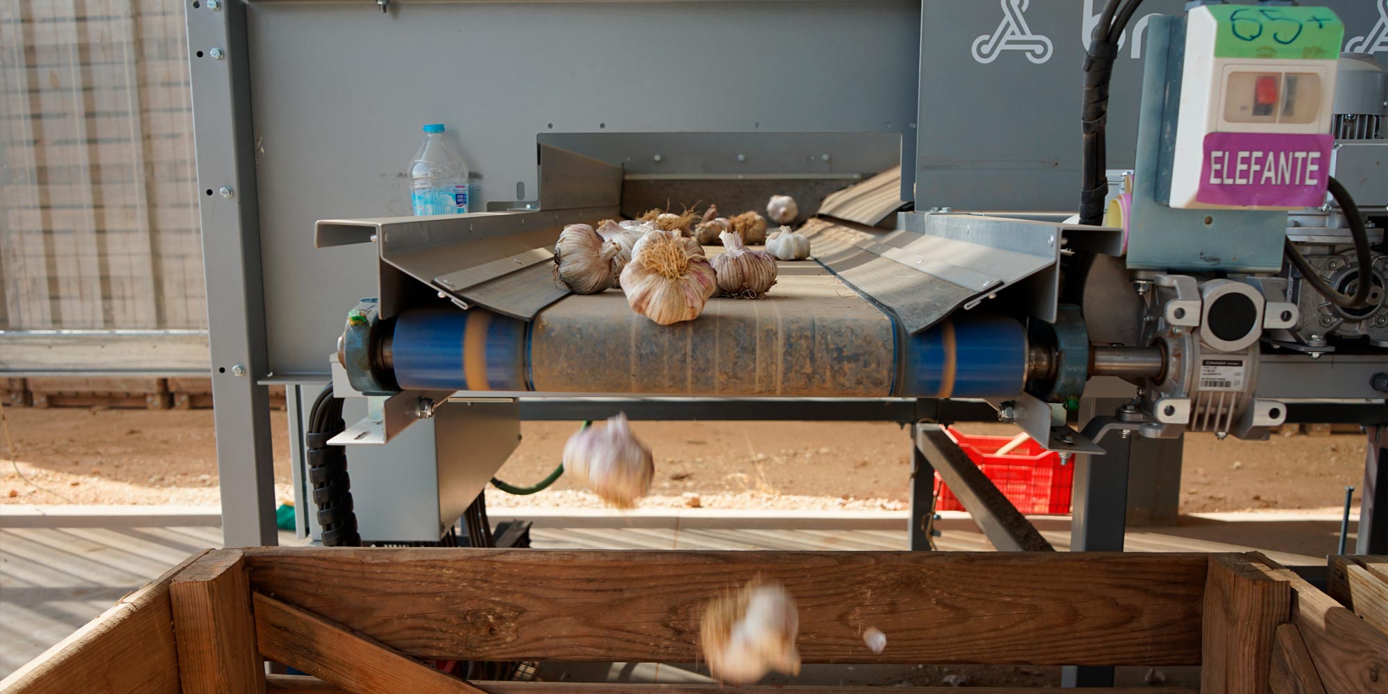 Cinta clasificadora de ajos, Cumarli