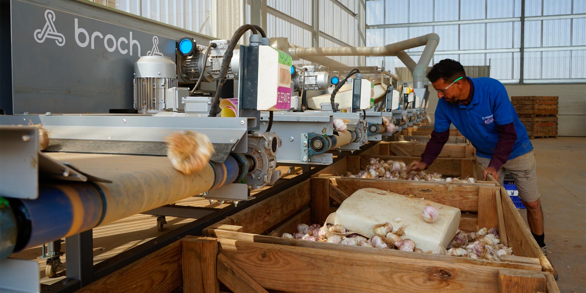 Operario controlando la clasificadora de ajos, Cumarli