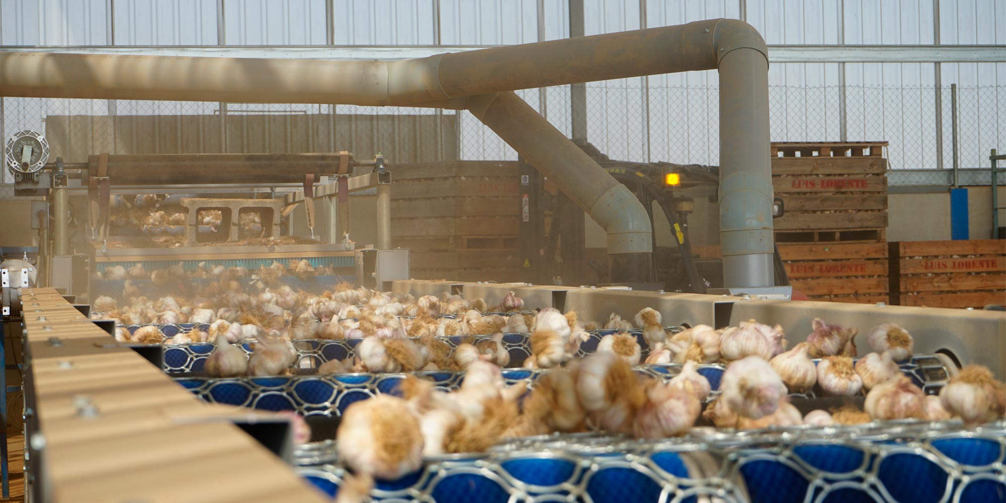 Clasificadora de tallas de ajos, Cumarli