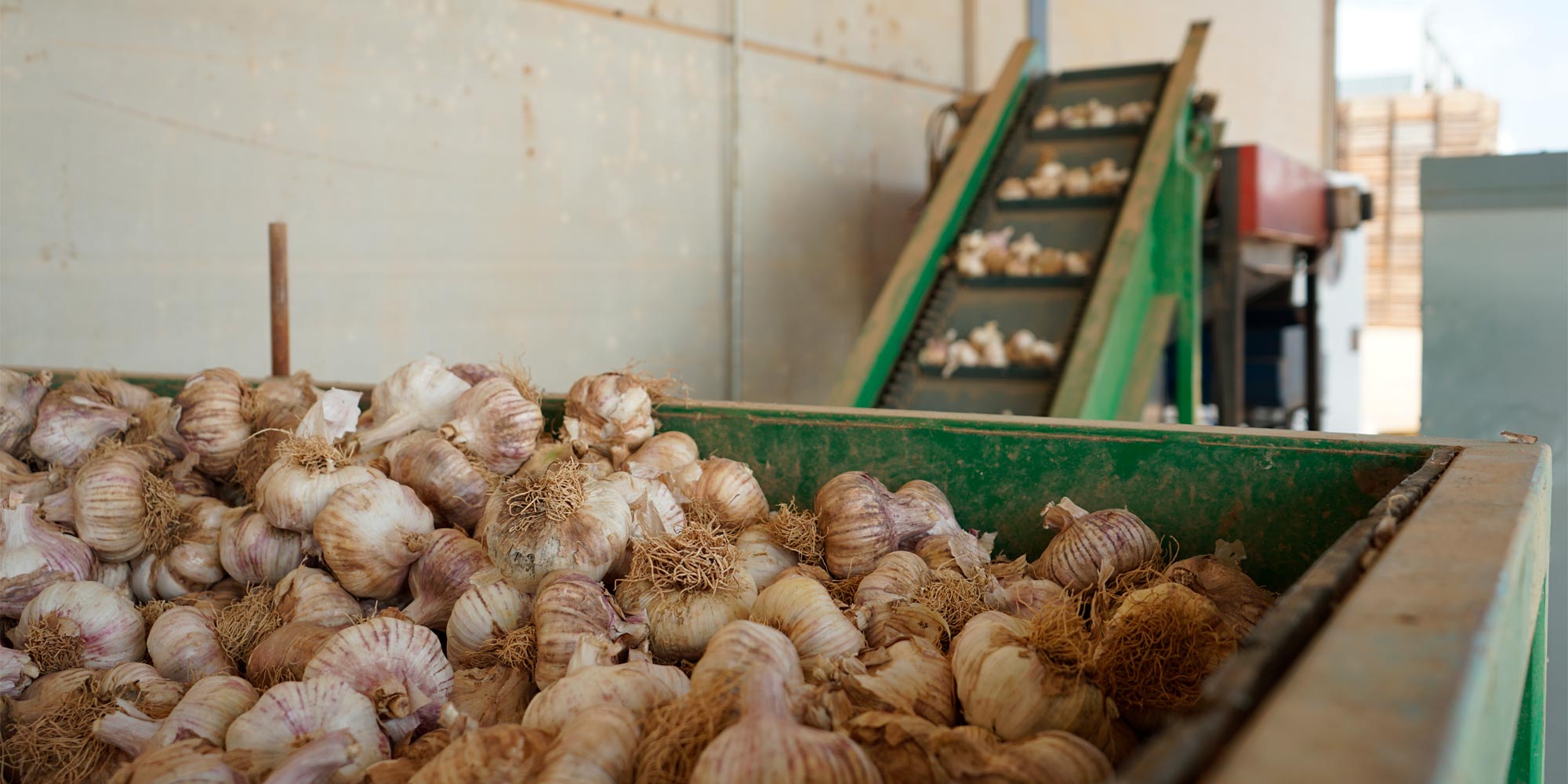 Línea de procesamiento de ajos, Cumarli