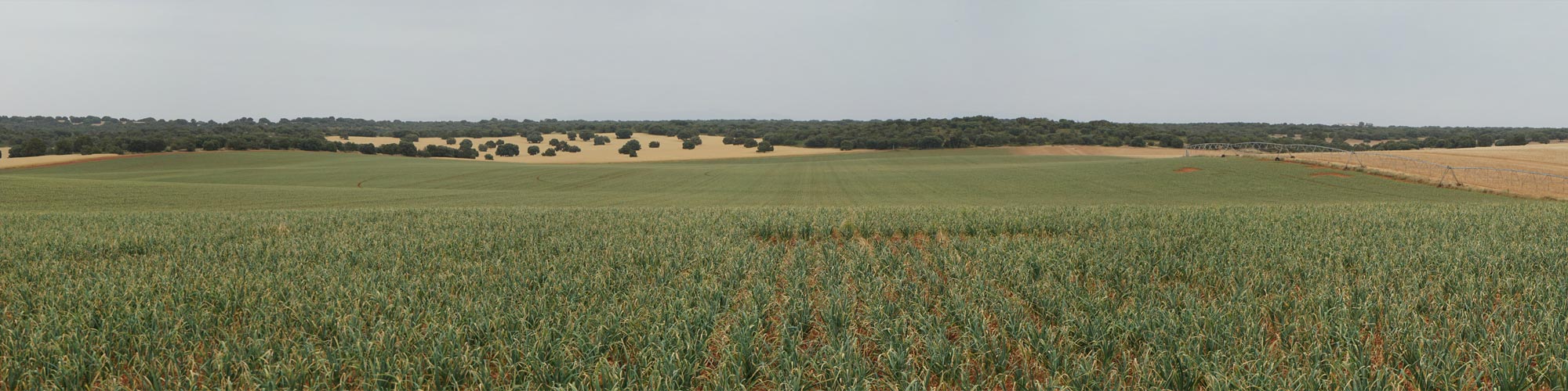 Panorámica campo de ajos, Cumarli