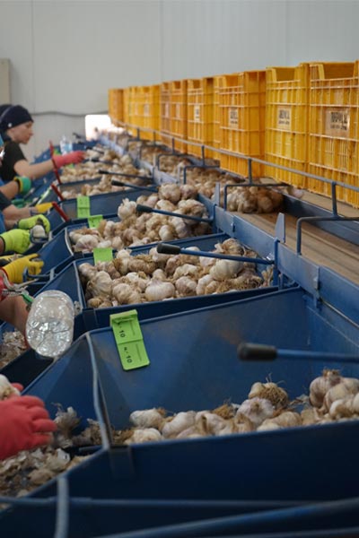 Operarias procesando ajos, Cumarli