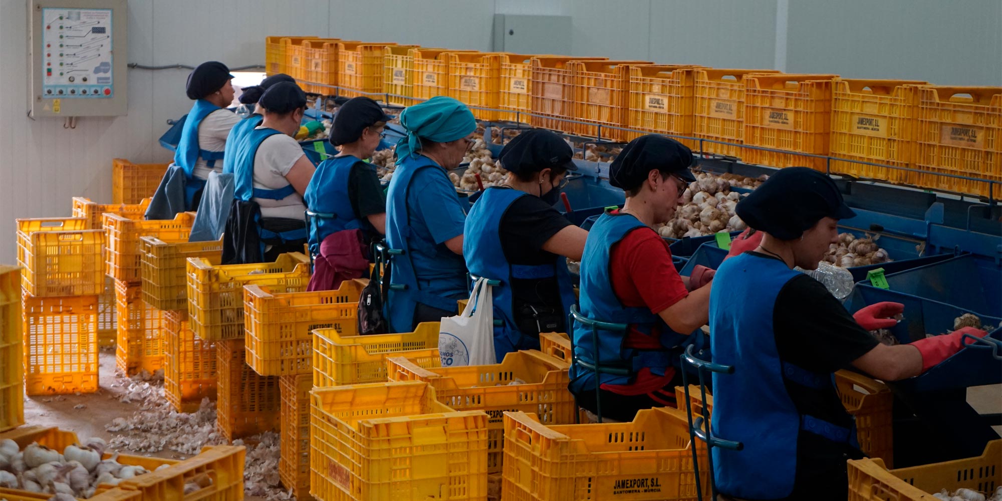 Operarias procesando ajos, Cumarli